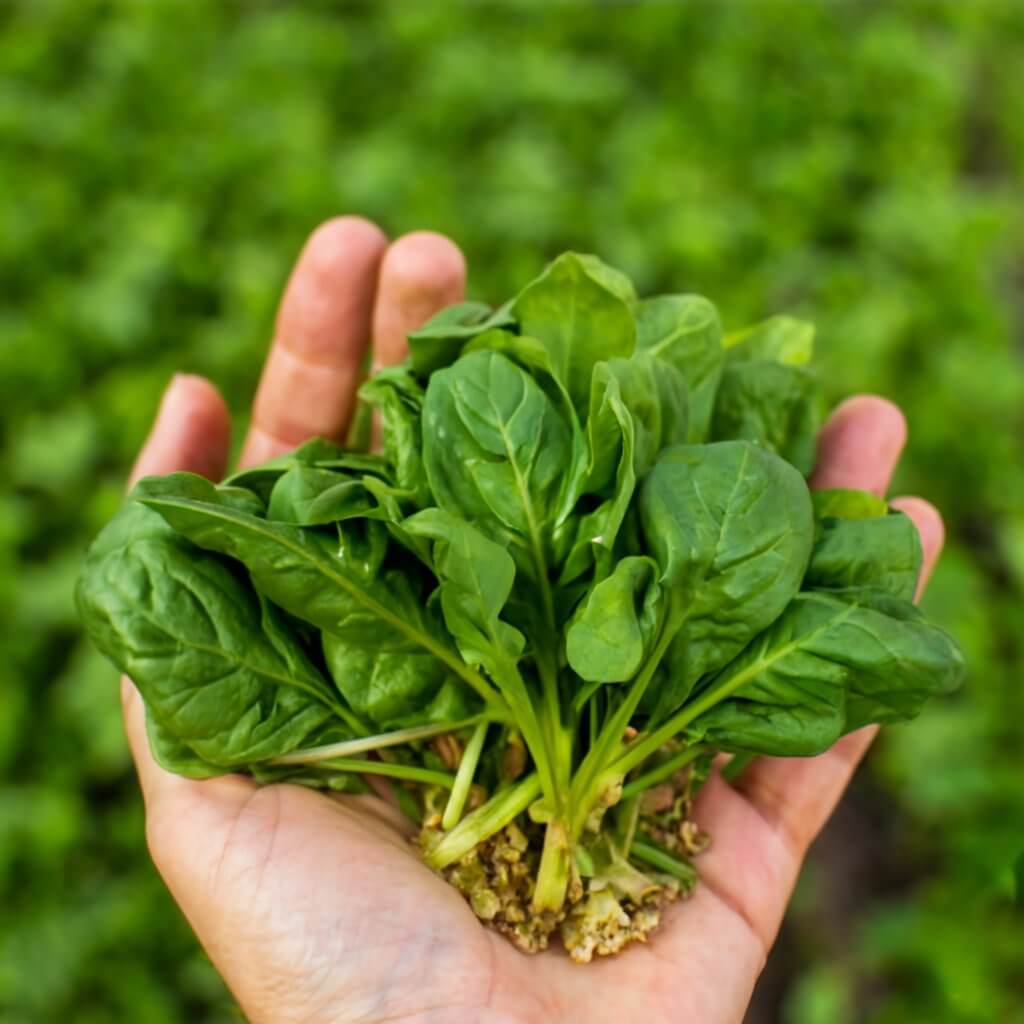 Spinach Seeds